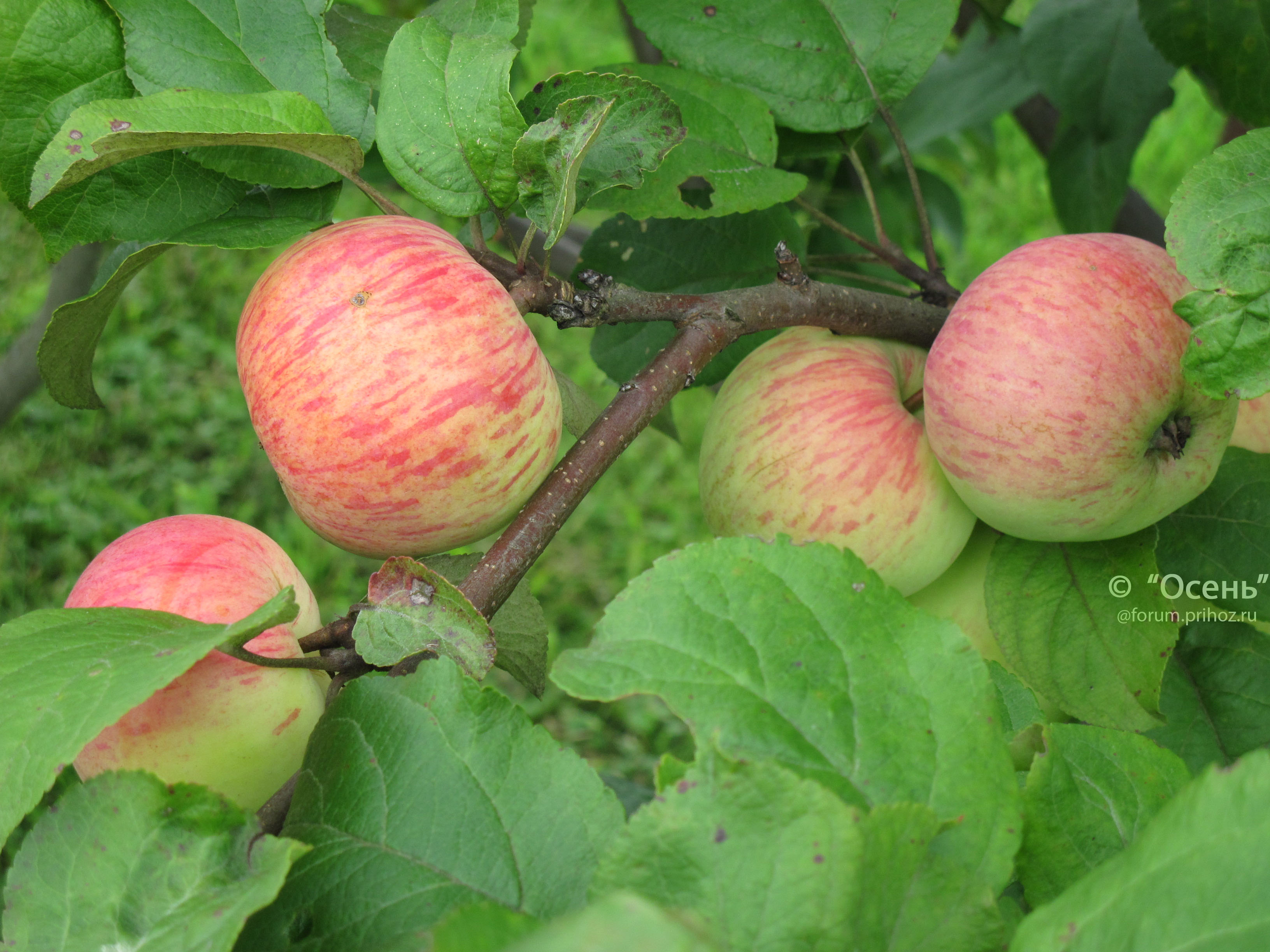 Июльское полосатое яблоня